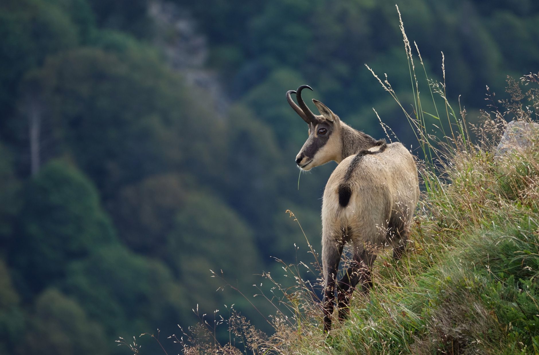 Faune et flore des lacs savoyards : enjeux et préservation